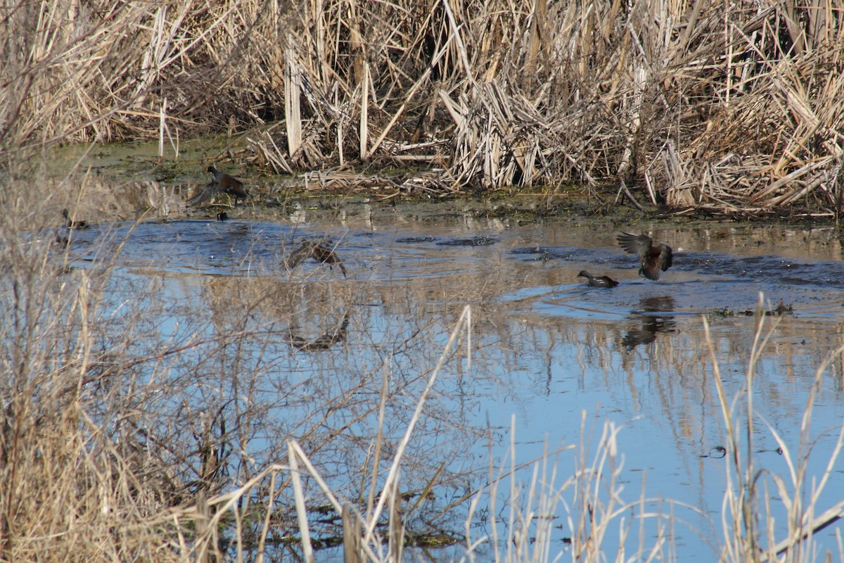 Курочка латиноамериканська - ML647443178