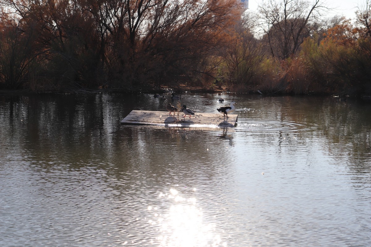 Stockente - ML647443184