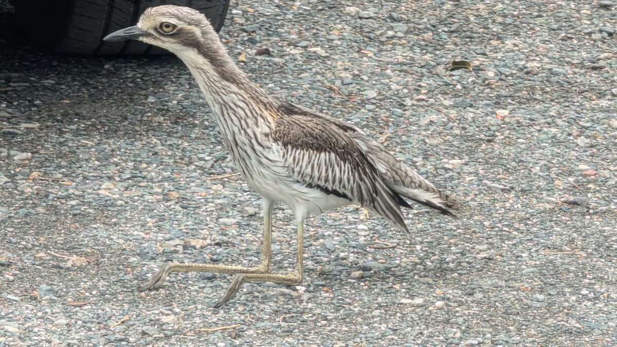 Bush Thick-knee - ML647443185