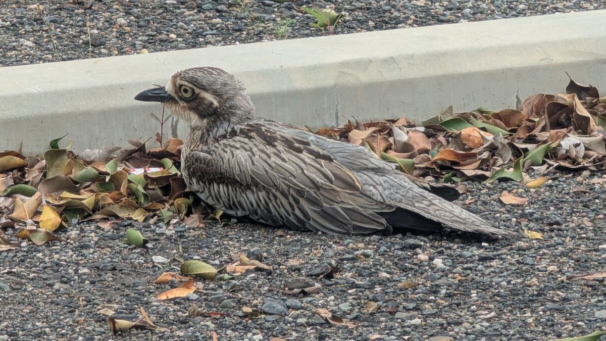Bush Thick-knee - ML647443186