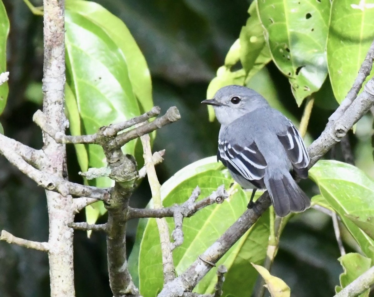 Amazonian Elaenia - ML647443187