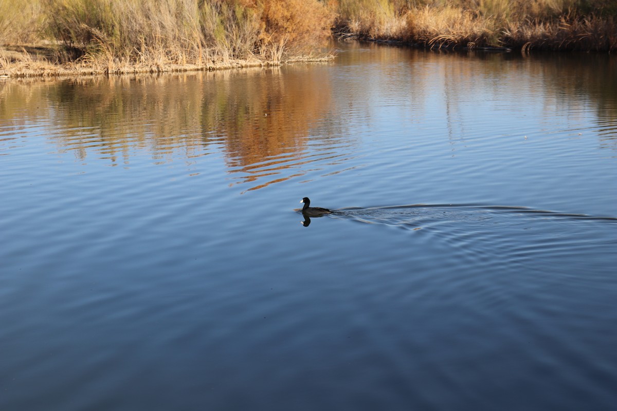 Indianerblässhuhn - ML647443188