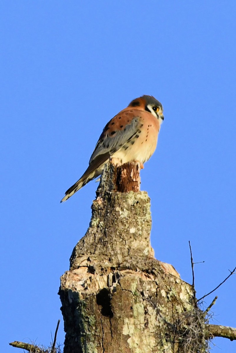 American Kestrel - ML647443192