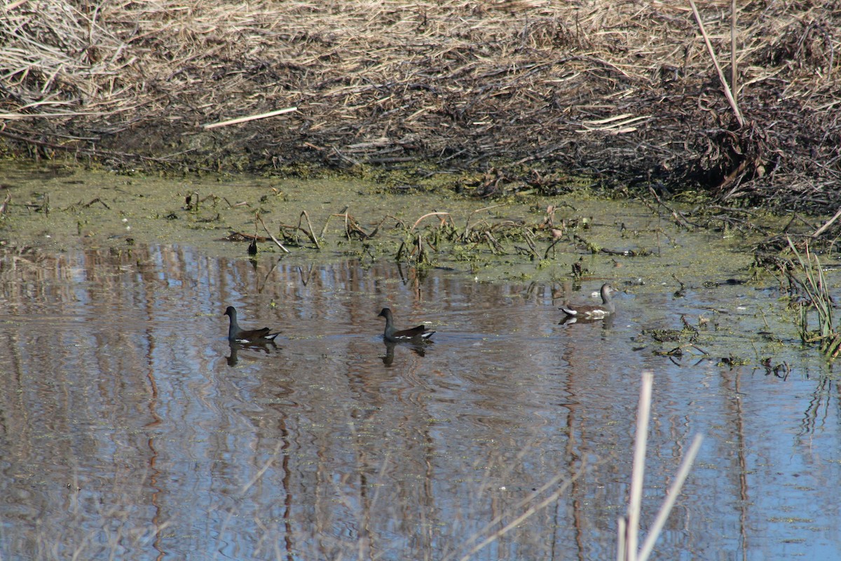 Курочка латиноамериканська - ML647443196