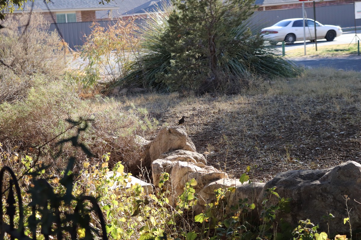 Gartenspottdrossel - ML647443198