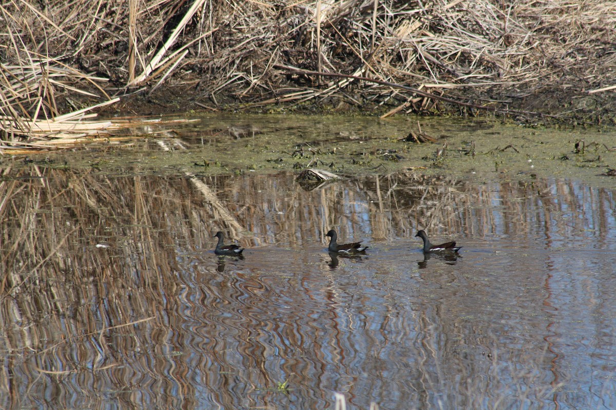 Курочка латиноамериканська - ML647443199