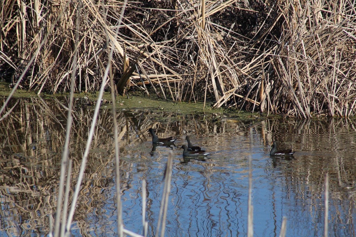 Курочка латиноамериканська - ML647443202