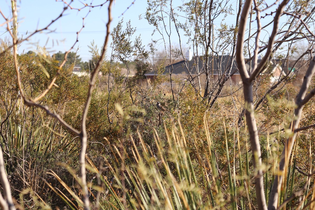 Dachsammer - ML647443203