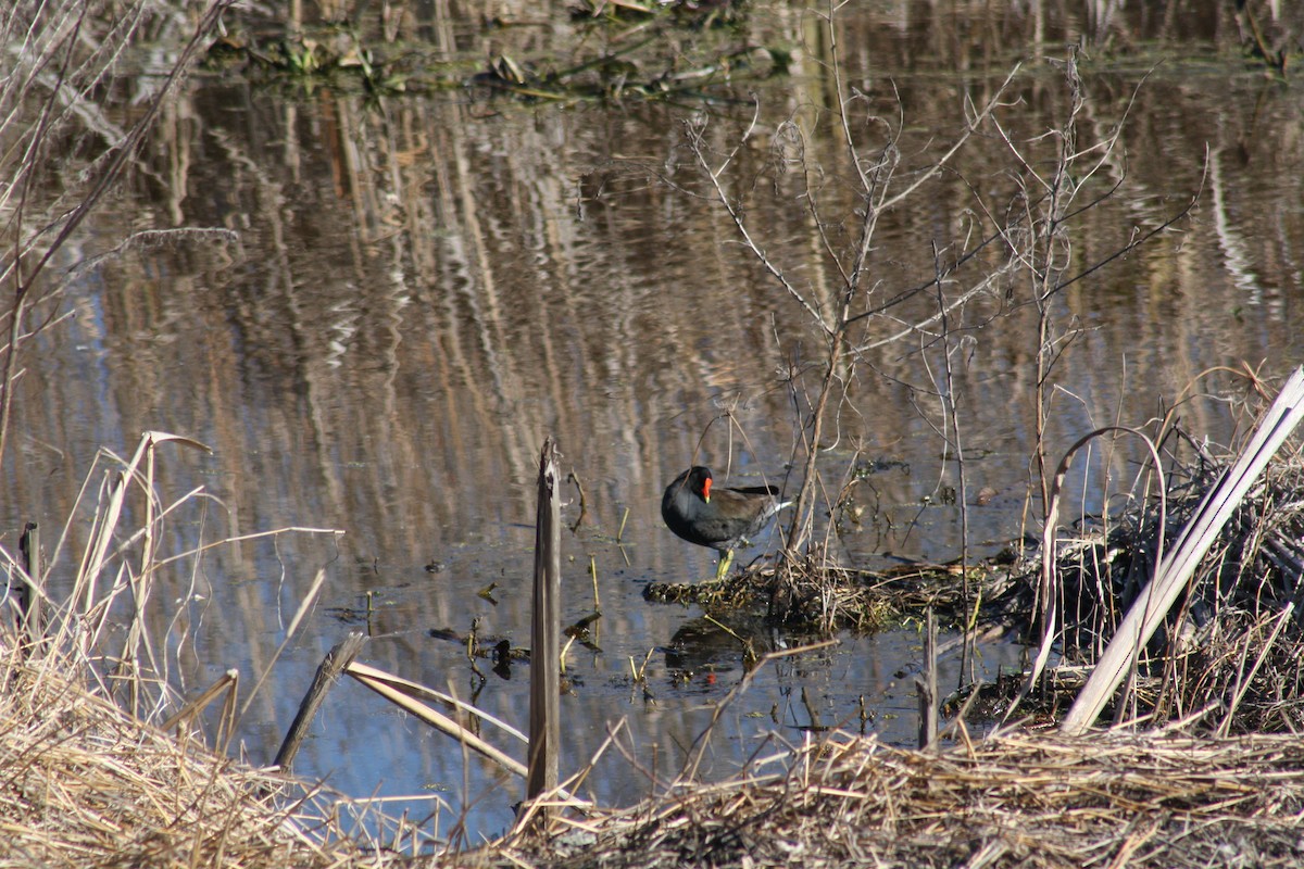 Курочка латиноамериканська - ML647443206