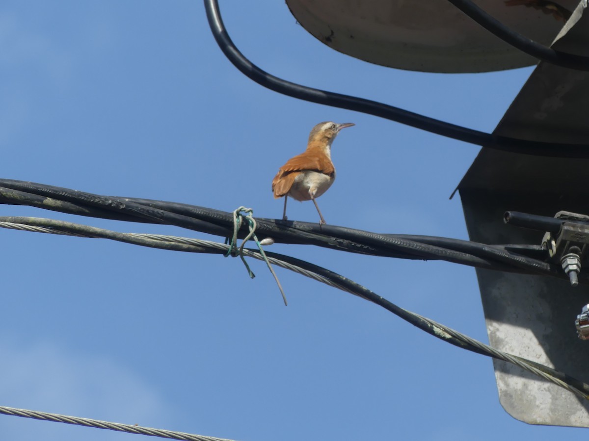 Pacific Hornero - ML647443208