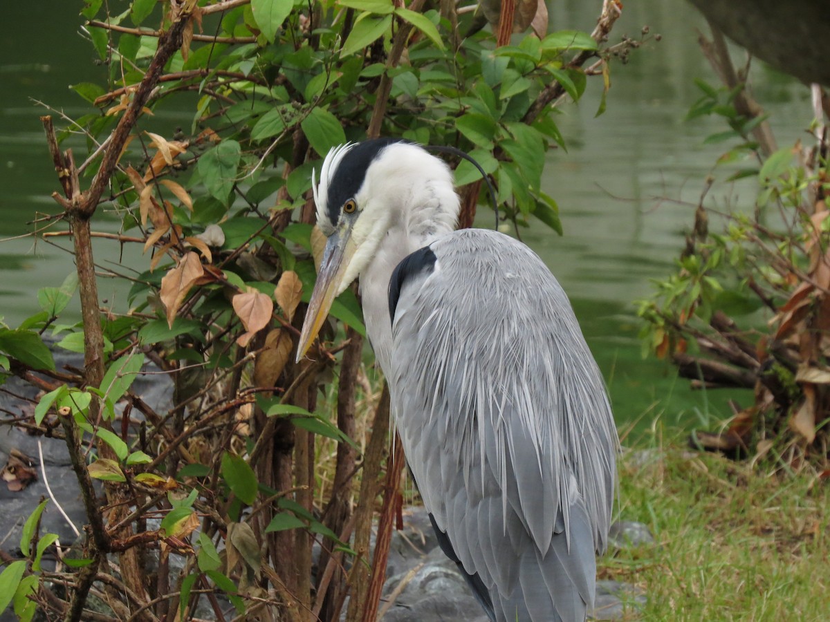 gråhegre - ML647443210