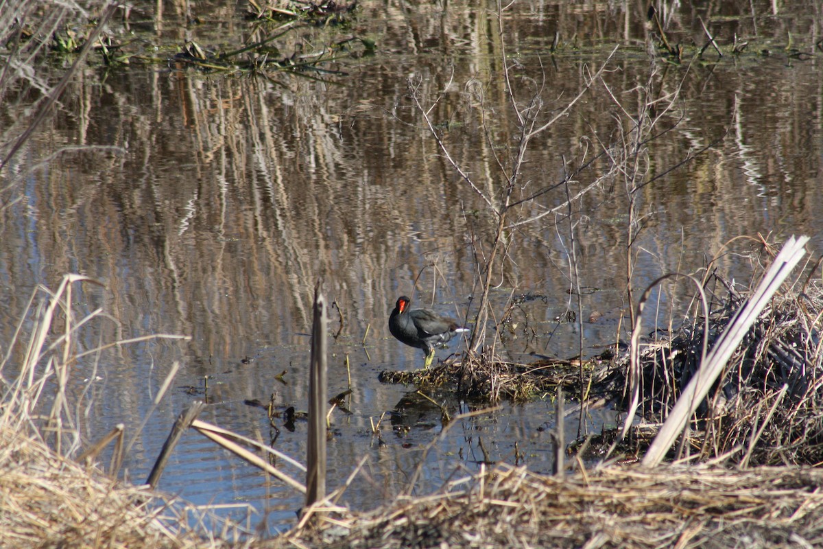 Курочка латиноамериканська - ML647443215