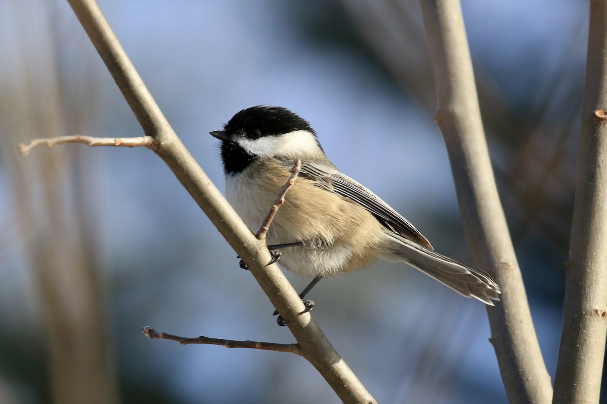 Black-capped Chickadee - ML647443217