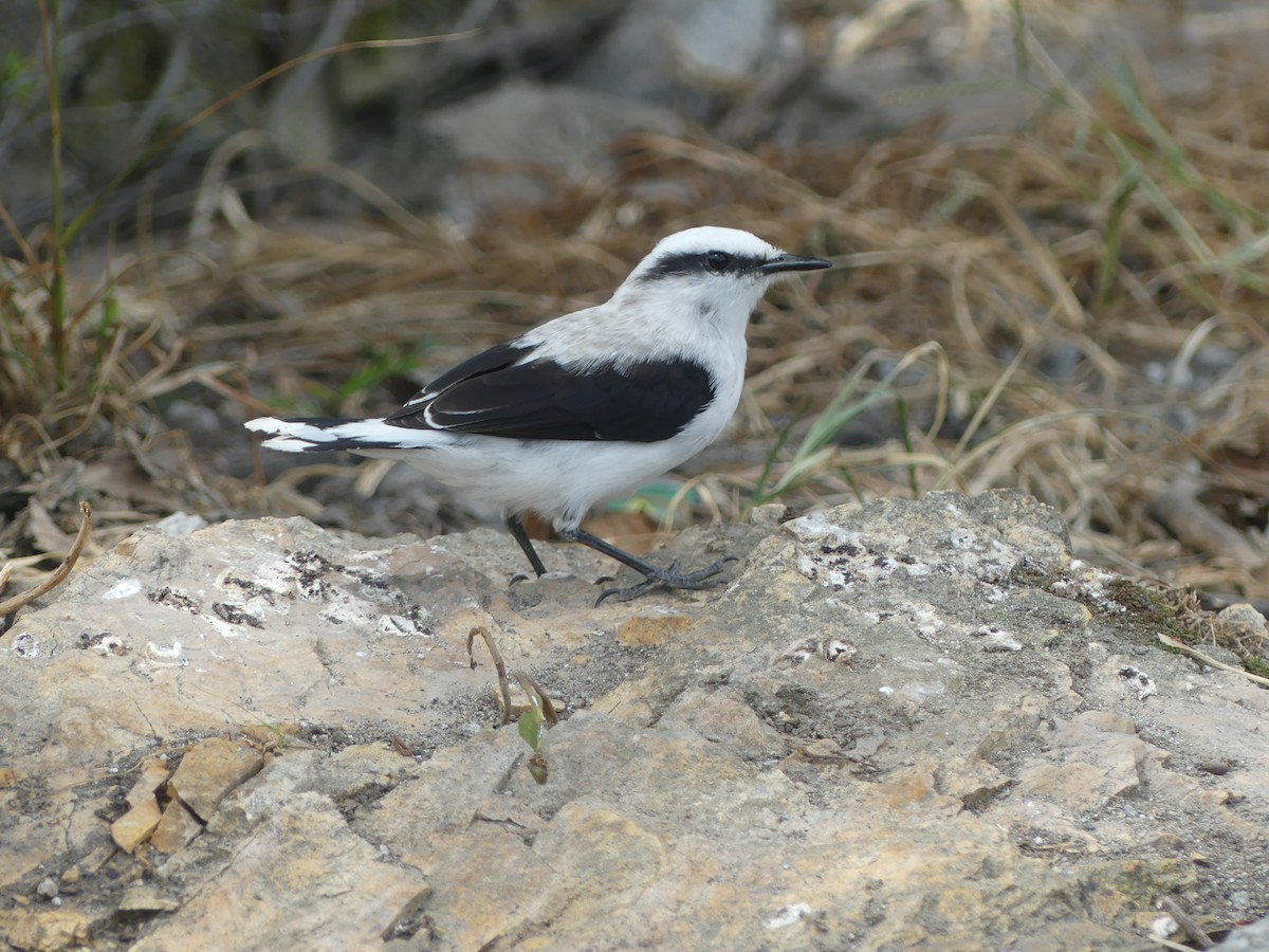 Masked Water-Tyrant - ML647443218