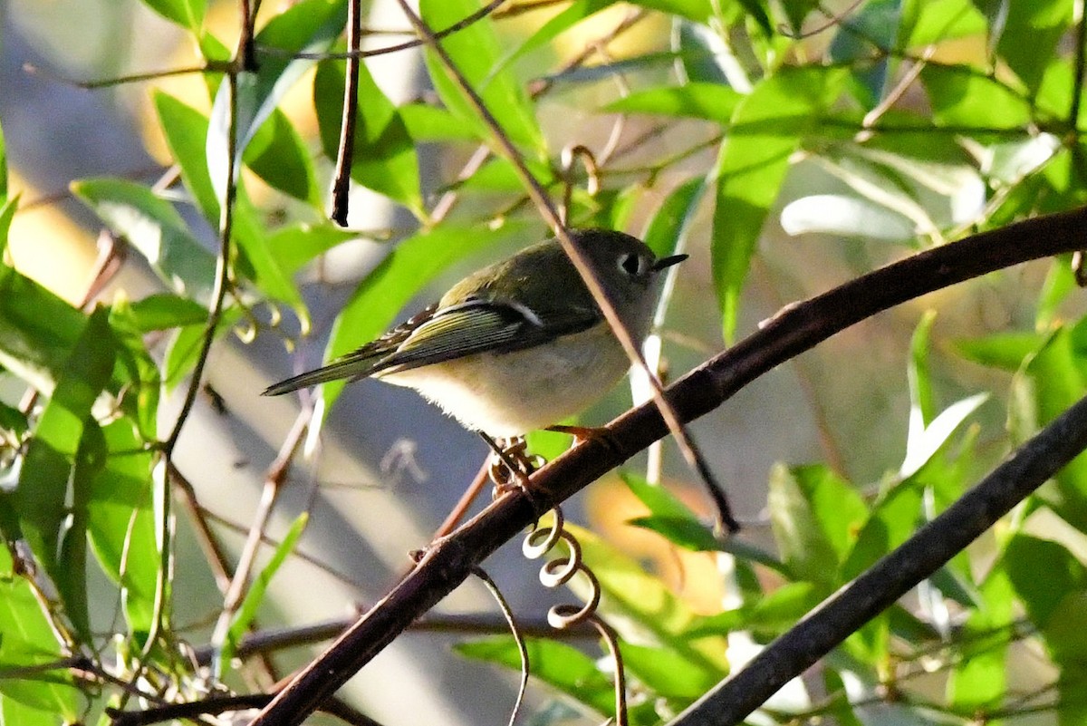 Ruby-crowned Kinglet - ML647443219