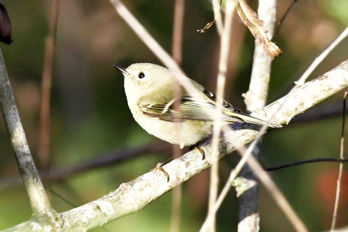 Ruby-crowned Kinglet - ML647443220