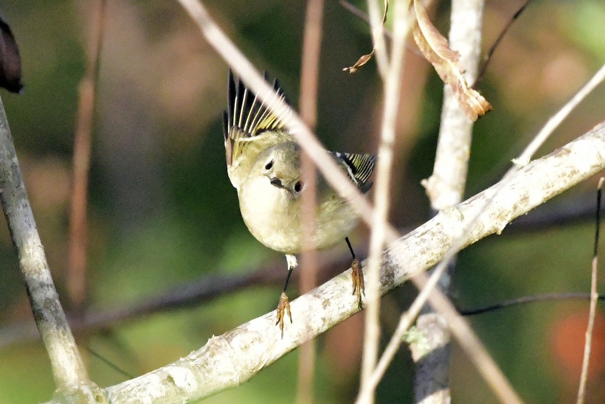Ruby-crowned Kinglet - ML647443221