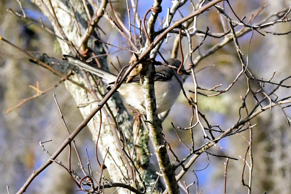 Ruby-crowned Kinglet - ML647443222