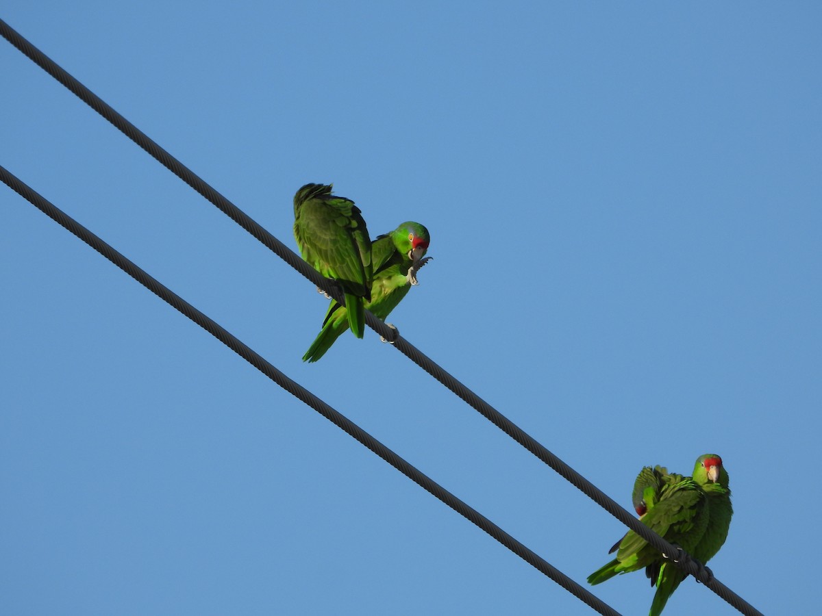 Red-crowned Amazon - ML647443230