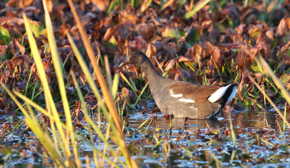 Курочка латиноамериканська - ML647443237