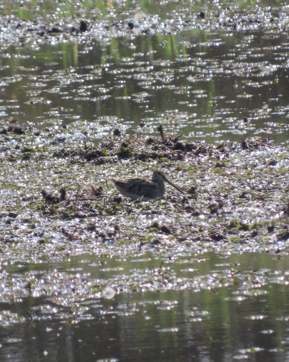 Pantanal Snipe - ML647443239