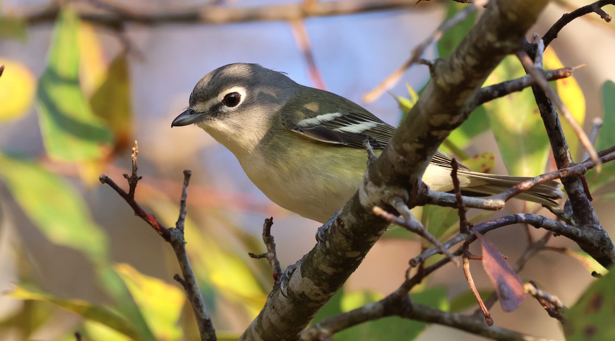 zelenáček brýlový - ML647443246