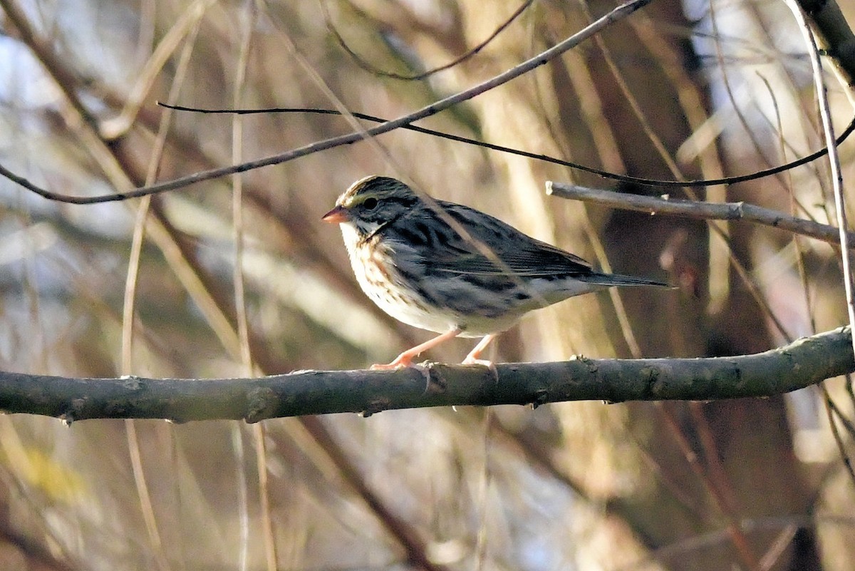 Savannah Sparrow - ML647443253