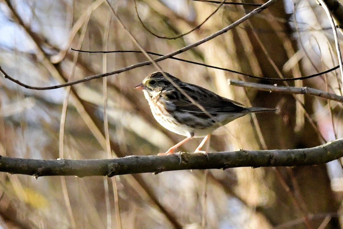 Savannah Sparrow - ML647443254
