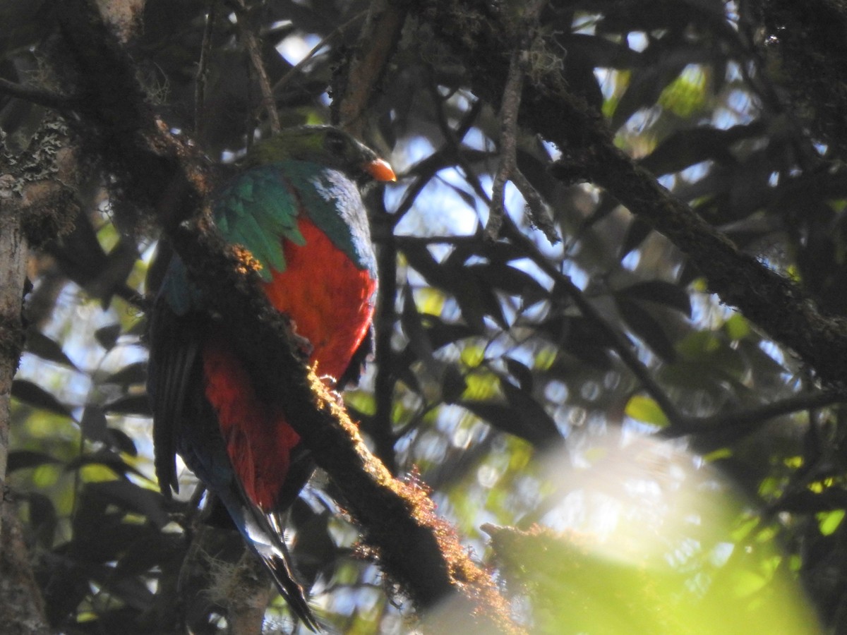 Quetzal doré - ML647443257