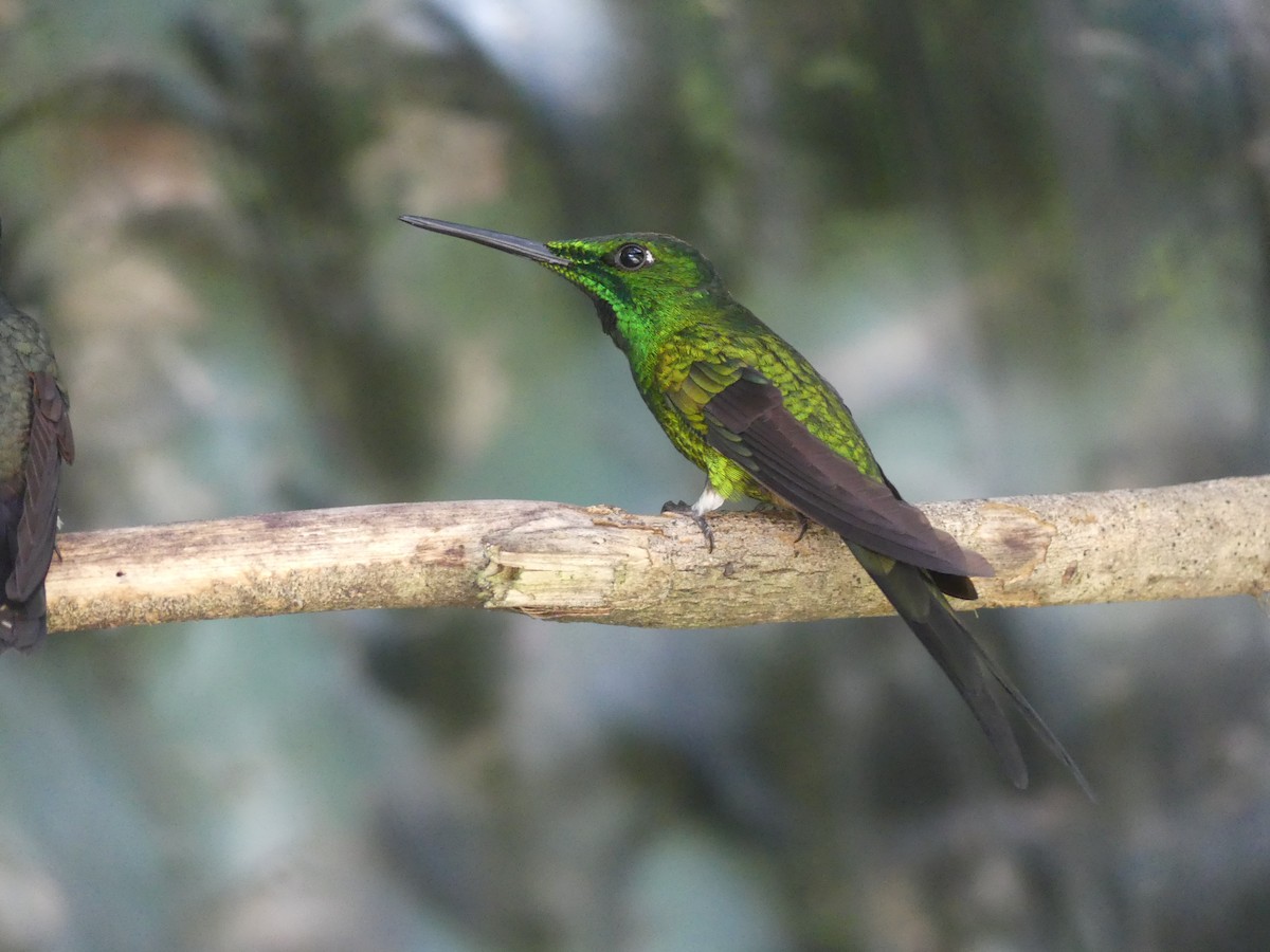 Empress Brilliant - ML647443264