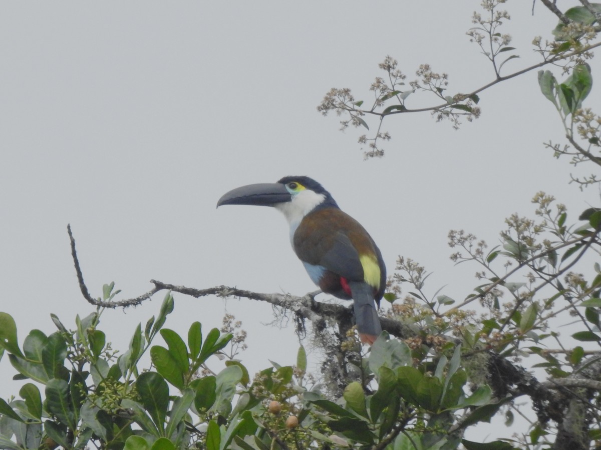 Андигена білощока - ML647443268