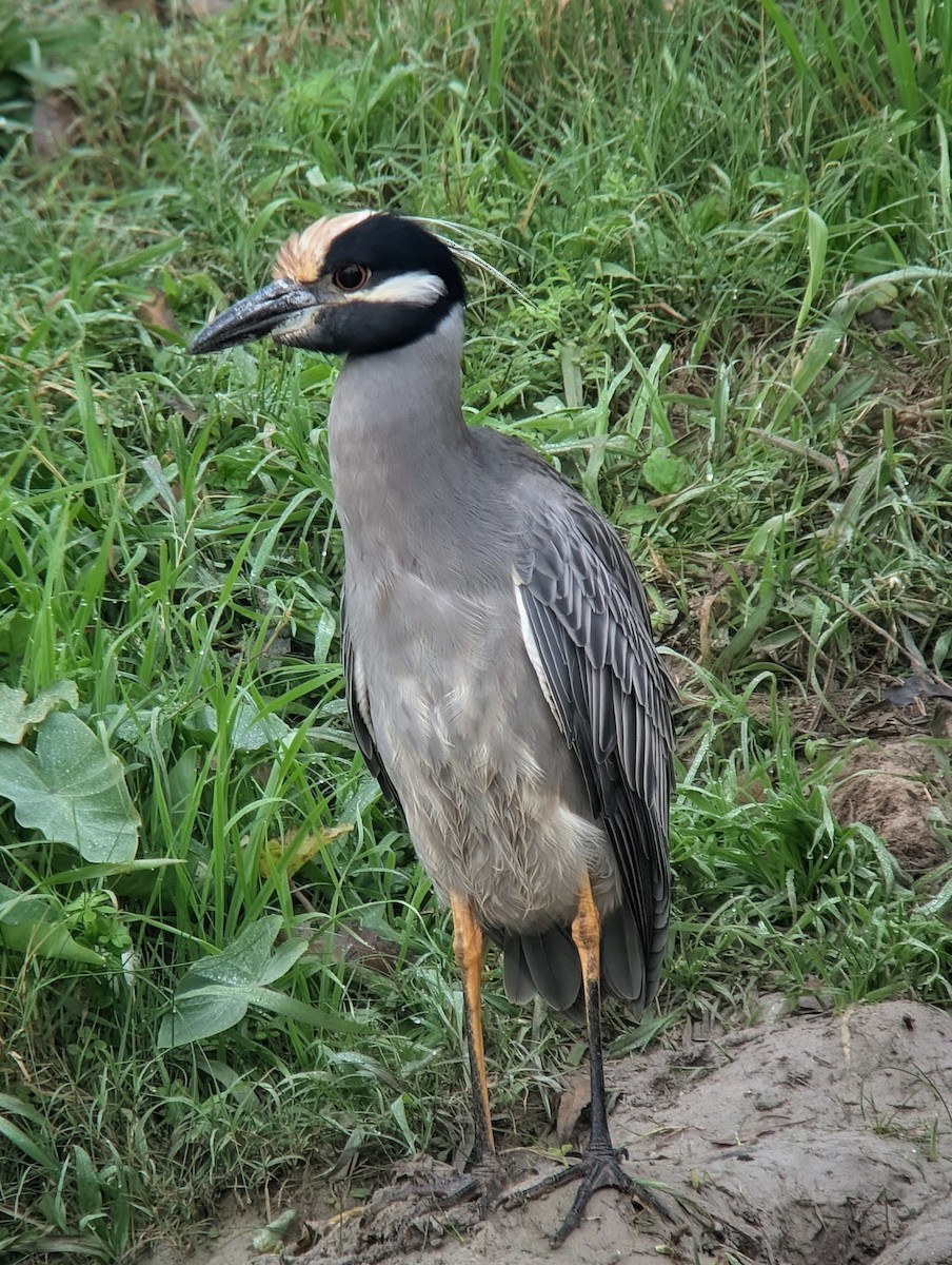 Yellow-crowned Night Heron - ML647443273