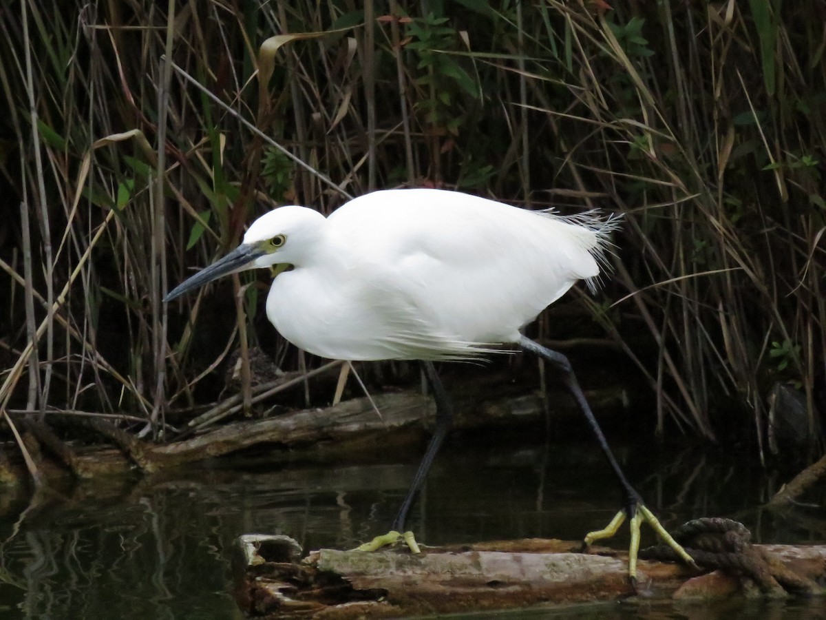 silkehegre - ML647443274