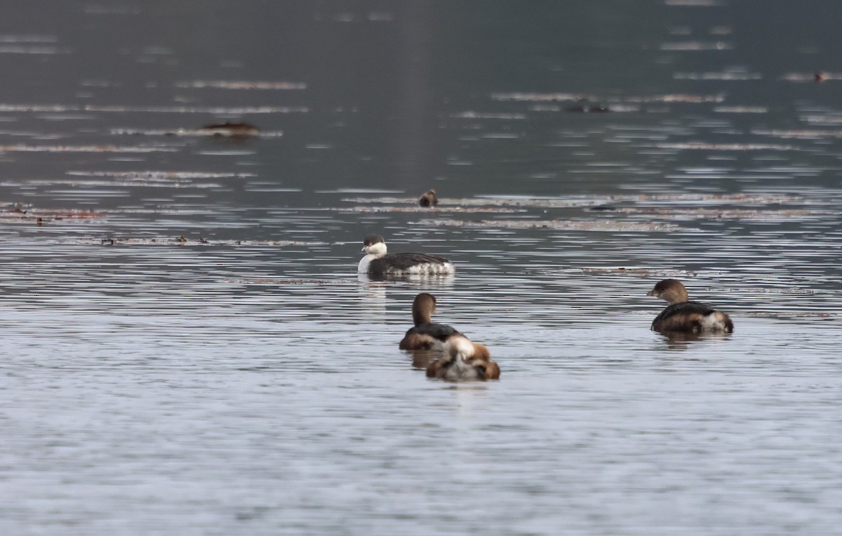 Horned Grebe - ML647443278