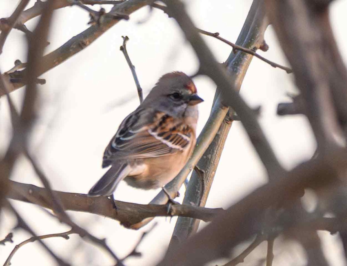 American Tree Sparrow - ML647443285