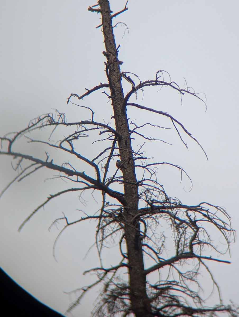 Chevêchette naine - ML647443287