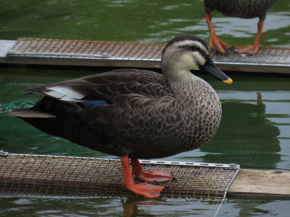 kinaand - ML647443292