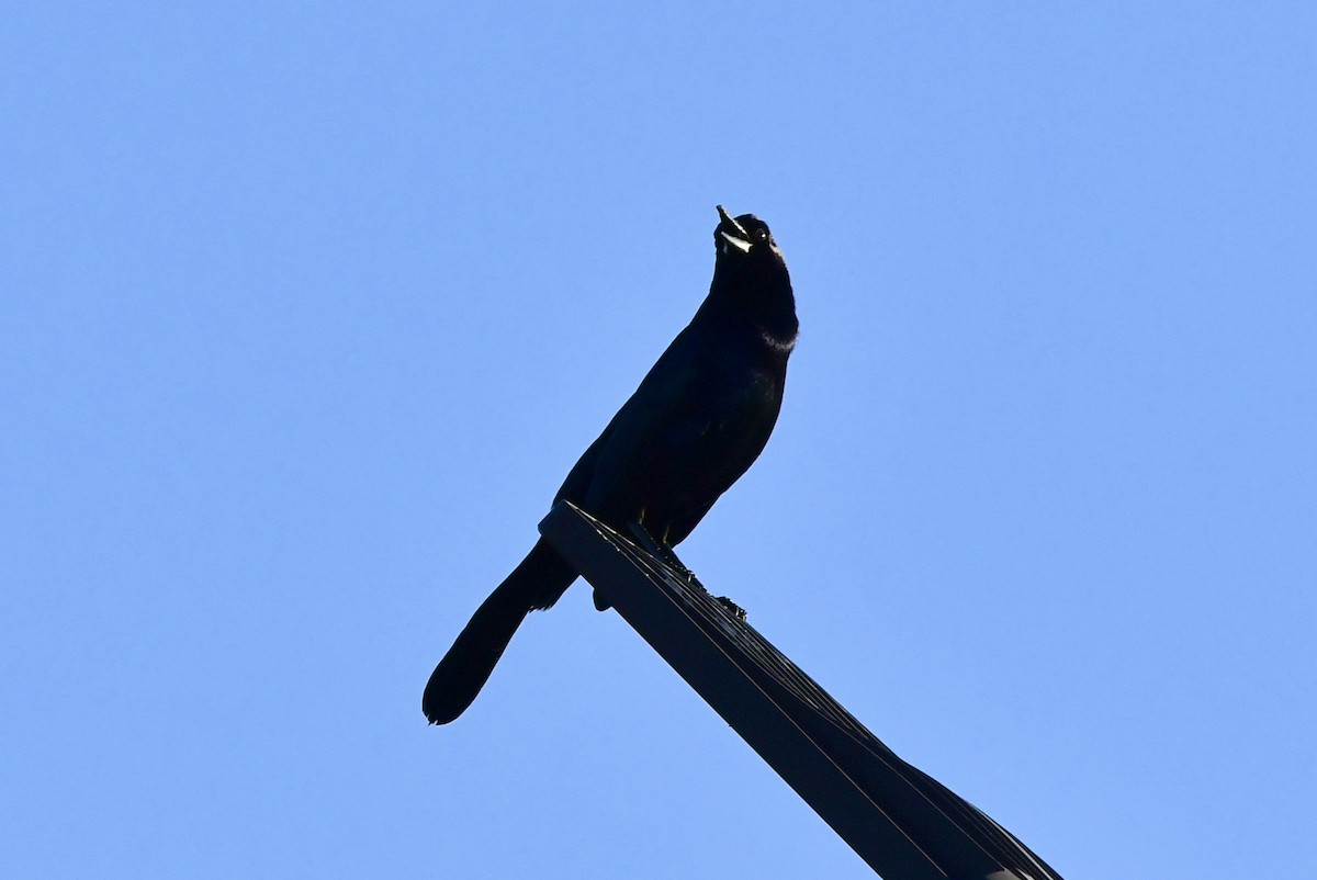 Boat-tailed Grackle - ML647443296