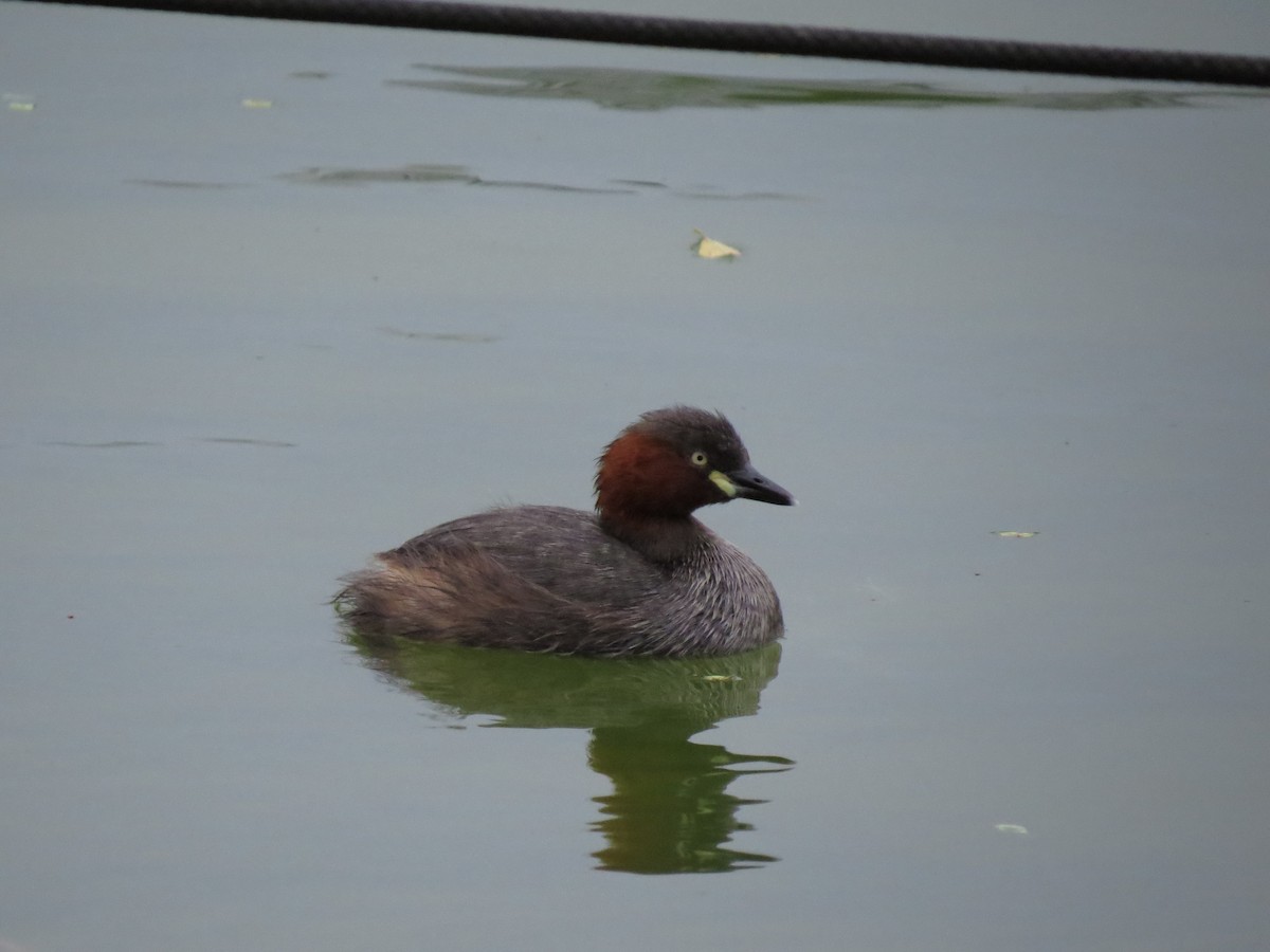 dvergdykker - ML647443306