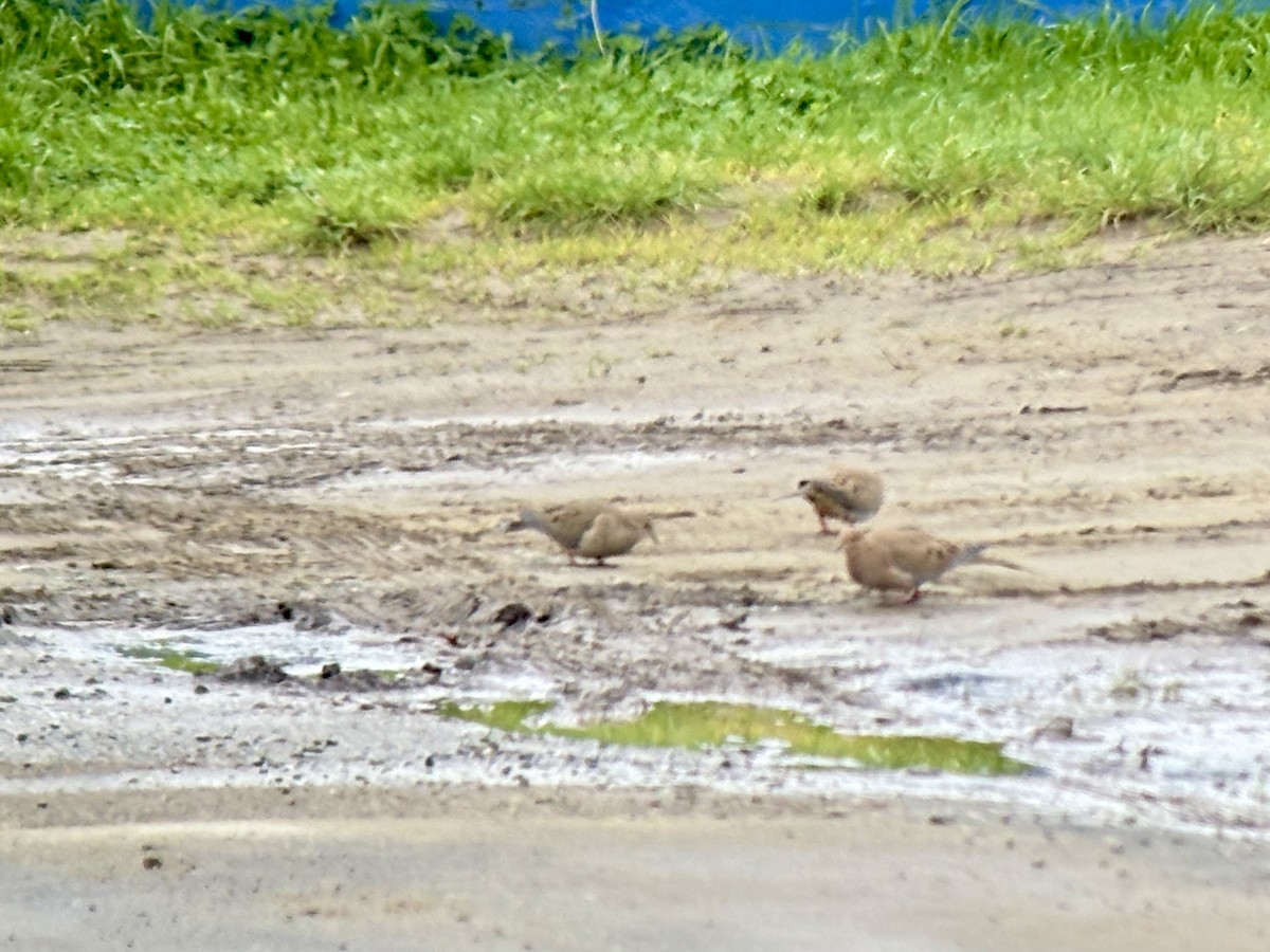Mourning Dove - ML647443313