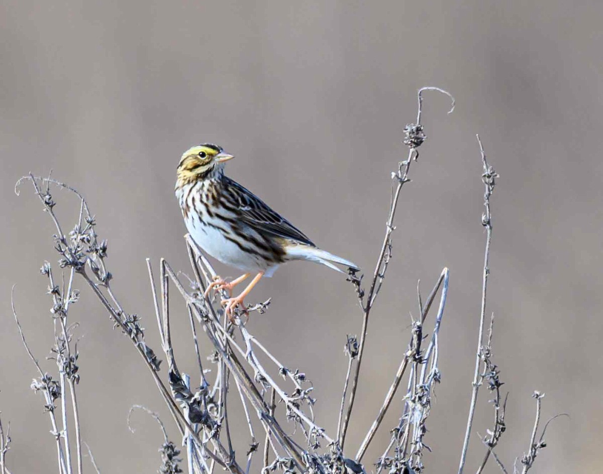 Savannah Sparrow - ML647443319