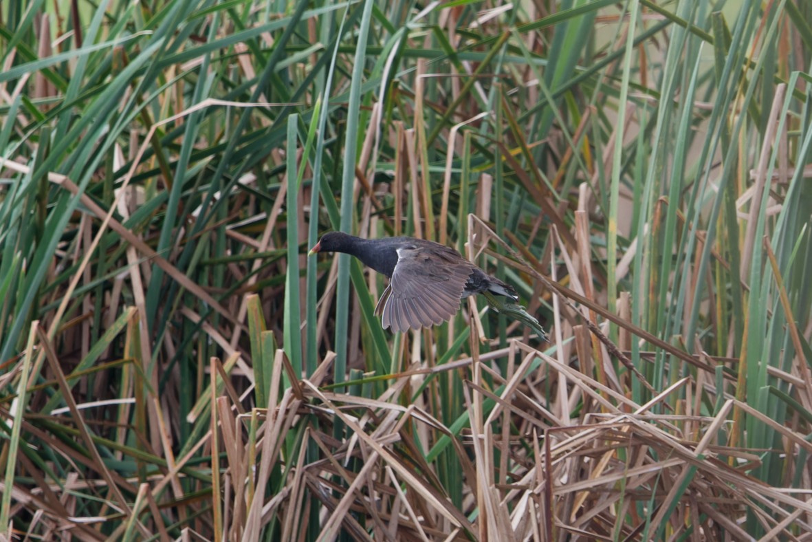 Курочка латиноамериканська - ML647443323