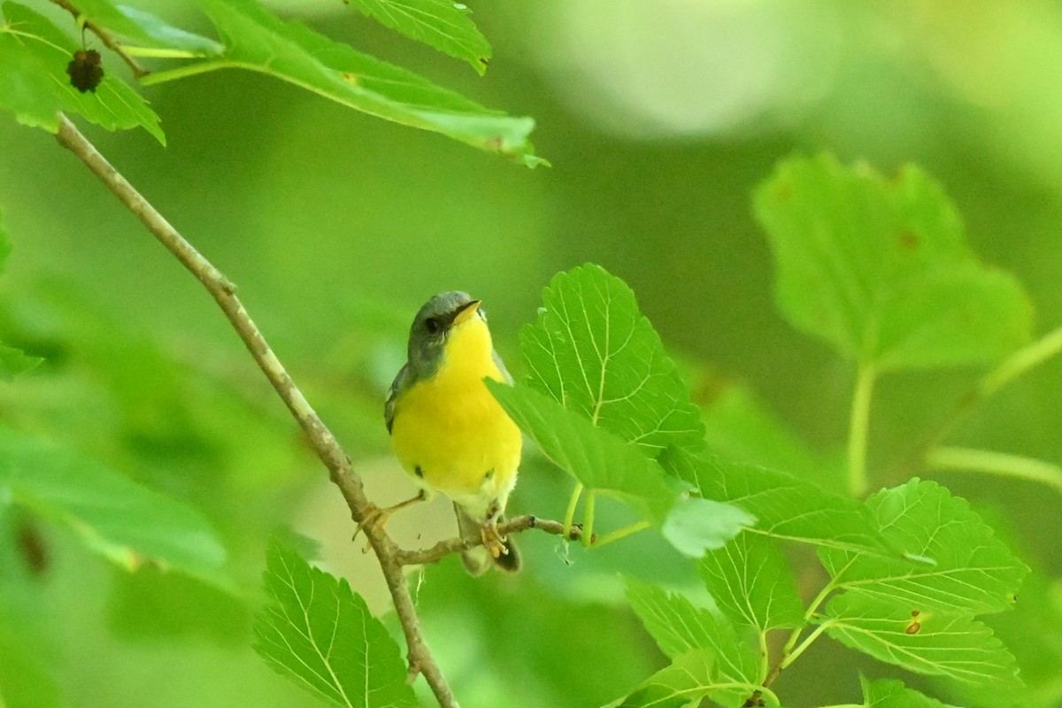 Tropical Parula - ML647443330