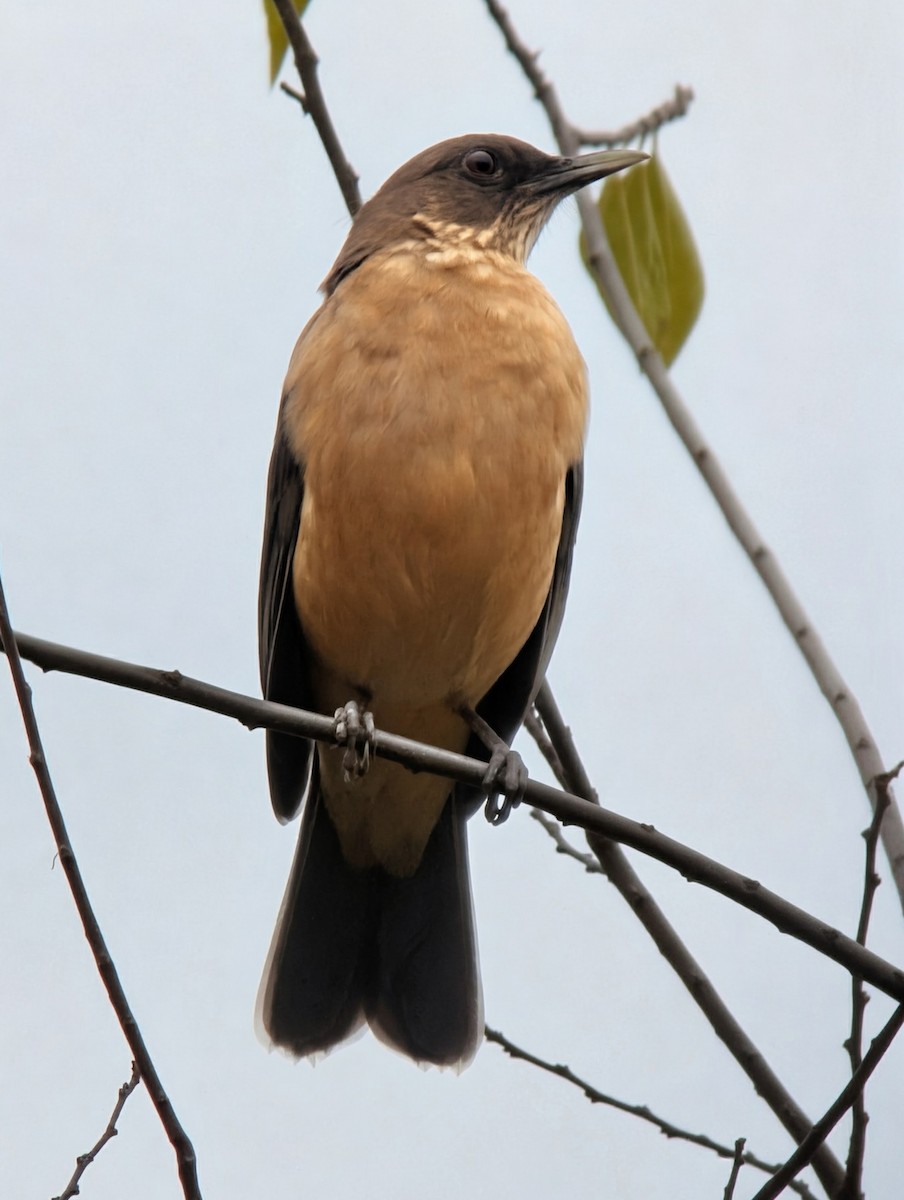 Merle fauve - ML647443332