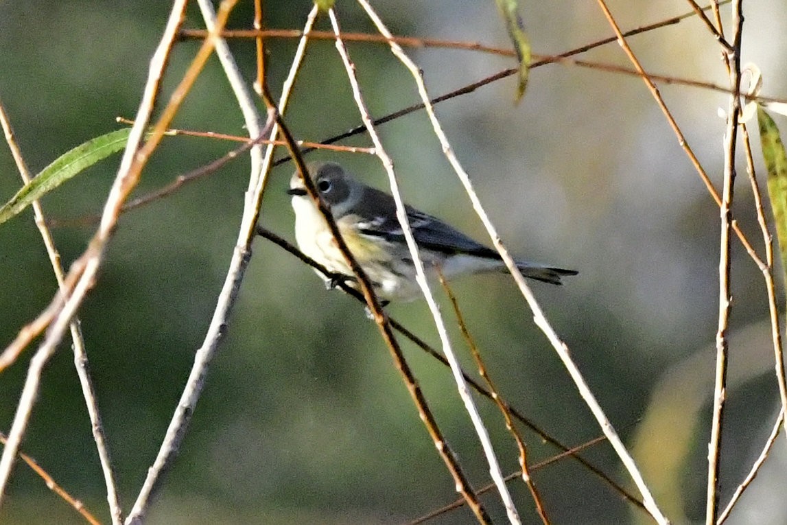 Yellow-rumped Warbler - ML647443333