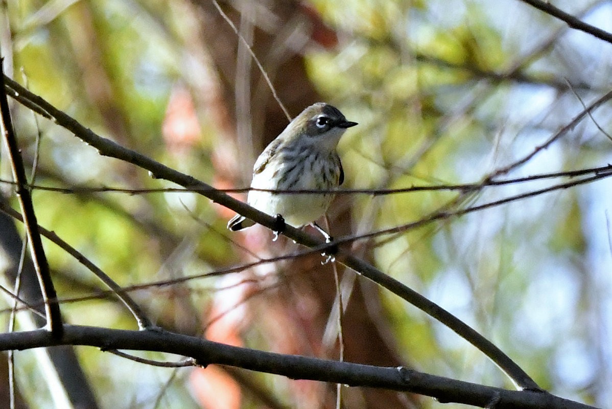 Yellow-rumped Warbler - ML647443334