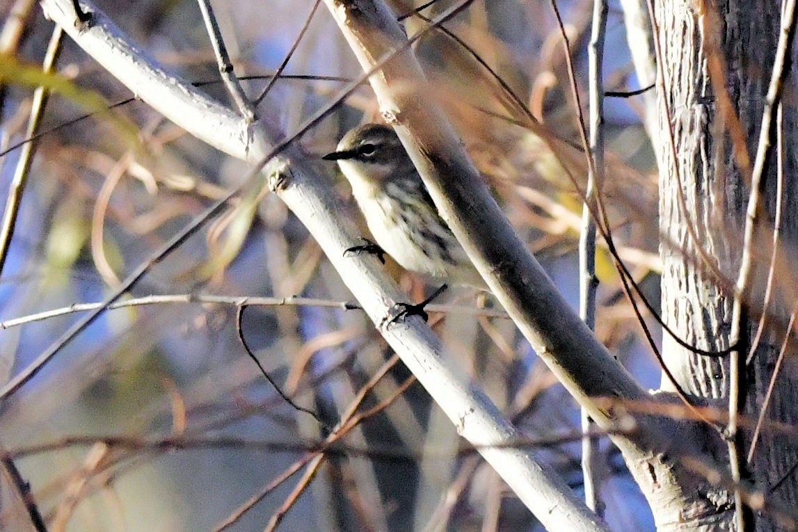 Yellow-rumped Warbler - ML647443335