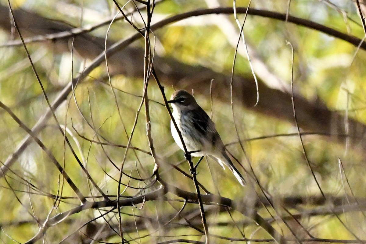 Yellow-rumped Warbler - ML647443336