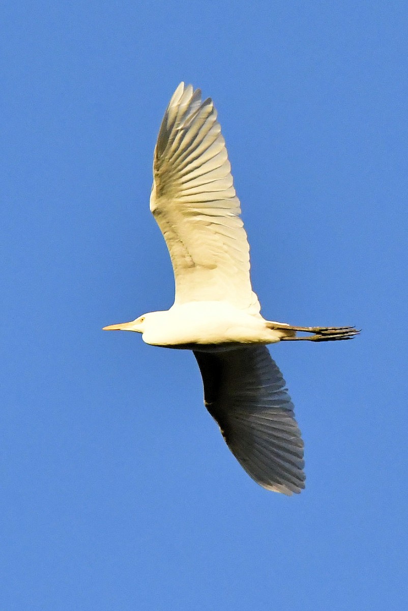 Western Cattle-Egret - ML647443359