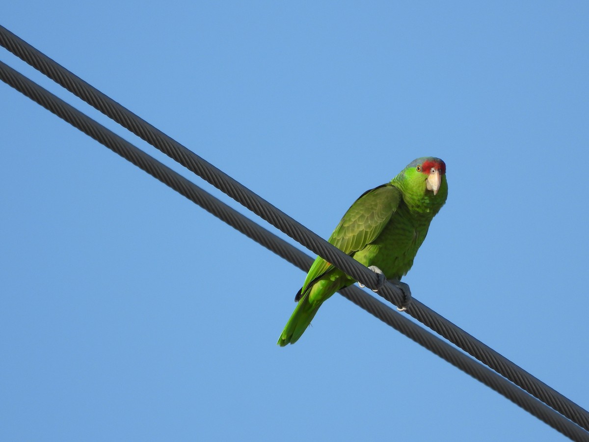 Red-crowned Amazon - ML647443363
